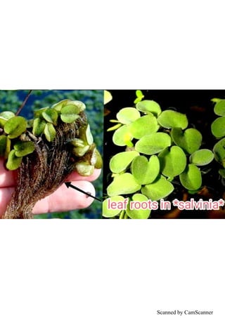 Leaf modifications easy understanding with pictures. | PDF
