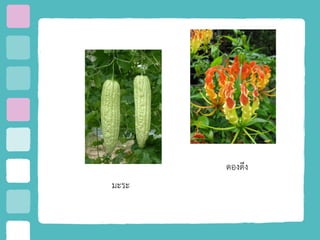 มะระ
ดองดึง
 