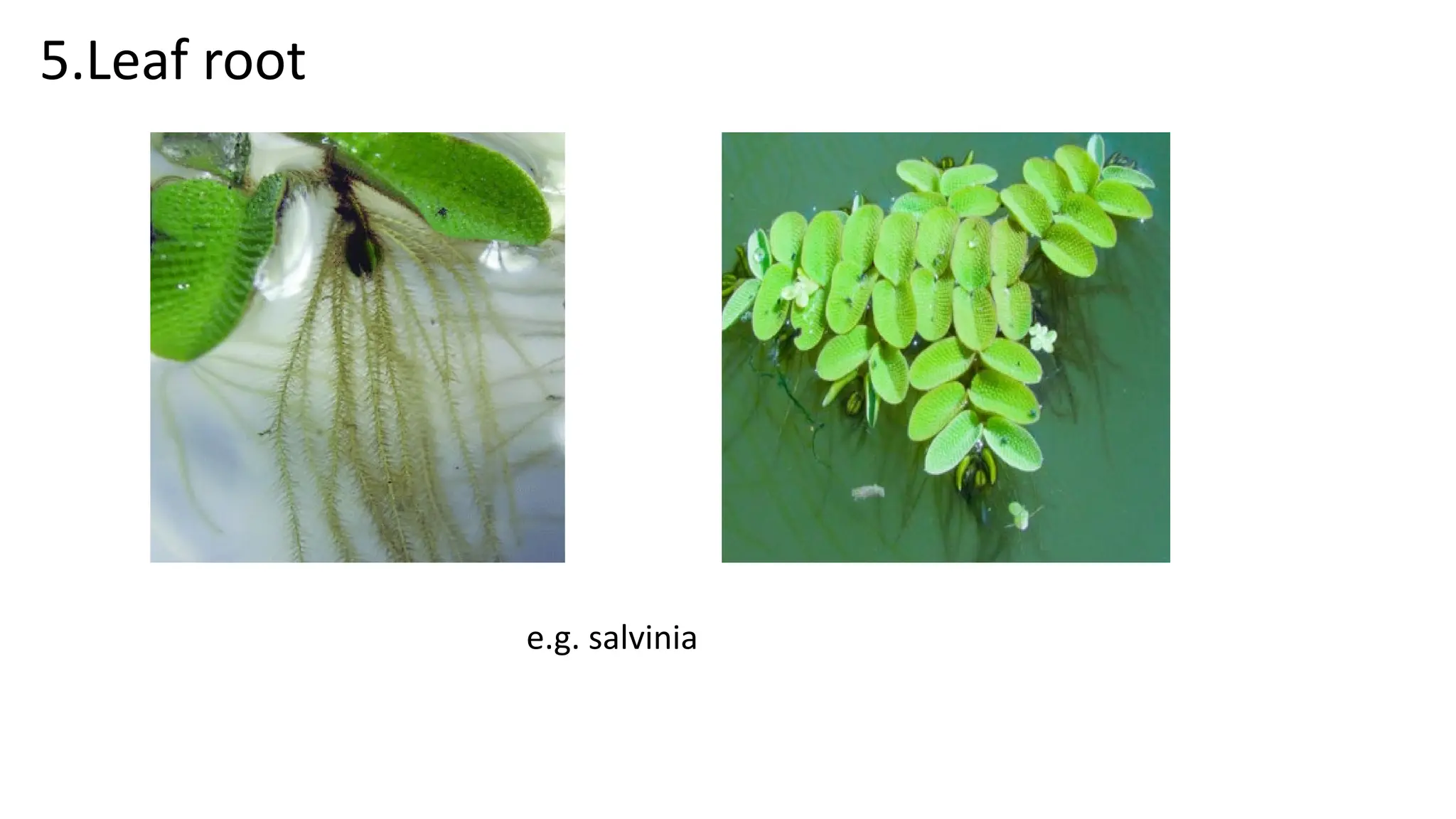 MORPHOLOGY OF LEAF pdf.pdf | Gardening | Home & Garden