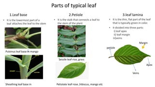 Parts of typical leaf
1.Leaf base 2.Petiole 3.leaf lamina
• It is the stalk that connects a leaf to
the stem of the plant
• It is the lowermost part of a
leaf attaches the leaf to the stem
• It is the thin, flat part of the leaf
that is typically green in color.
• It divided into three parts:
i) leaf apex
ii) leaf margin
iii)veins
Margin
Apex
Veins
Pulvinus leaf base in mango
Sheathing leaf base in
petiole
Sessile leaf-rice, grass
Petiolate leaf-rose ,hibiscus, mango etc
 