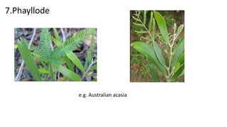 MORPHOLOGY OF LEAF pdf.pdf