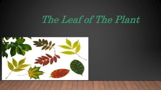The Leaf of The Plant
Mrs.Mehwish
 