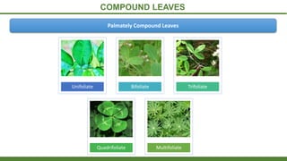 COMPOUND LEAVES
Palmately Compound Leaves
Unifoliate Bifoliate Trifoliate
Quadrifoliate Multifoliate
 