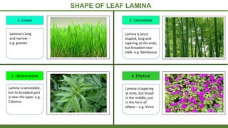 SHAPE OF LEAF LAMINA
1. Linear 2. Lanceolate
3. Oblanceolate 4. Elliptical
Lamina
Lamina is long
and narrow –
e.g. grasses
Lamina is lance
shaped, long and
tapering at the ends,
but broadest near
stalk- e.g. Bamboosa
Lamina is lanceolate,
but its broadest part
is near the apex- e.g.
Calamus
Lamina is tapering
at ends, but broad
in the middle, just
in the form of
ellipse – e.g. Vinca
 