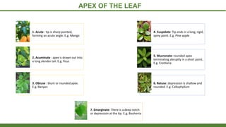 APEX OF THE LEAF
1. Acute : tip is sharp pointed,
forming an acute angle. E.g. Mango
2. Acuminate : apex is drawn out into
a long slender tail. E.g. ficus
3. Obtuse : blunt or rounded apex.
E.g. Banyan
4. Cuspidate: Tip ends in a long, rigid,
spiny point. E.g. Pine apple
5. Mucronate: rounded apex
terminating abruptly in a short point.
E.g. Crotilaria
6. Retuse: depression is shallow and
rounded. E.g. Callophyllum
7. Emarginate: There is a deep notch
or depression at the tip. E.g. Bauhenia
 
