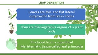LEAF DEFENITION
Leaves are thin and flat lateral
outgrowths from stem nodes
They are the vegetative organs of a plant
body
Produced from a superficial
Meristematic tissue called leaf primordia
 