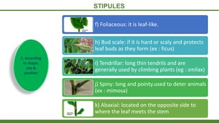 STIPULES
2. According
to shape,
size &
position
f) Foliaceous: it is leaf-like.
h) Bud scale: if it is hard or scaly and protects
leaf buds as they form (ex : ficus)
i) Tendrillar: long thin tendrils and are
generally used by climbing plants (eg : smilax)
j) Spiny: long and pointy.used to deter animals
(ex : mimosa)
k) Abaxial: located on the opposite side to
where the leaf meets the stem
 