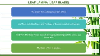 LEAF LAMINA (LEAF BLADE)
The Green thin and expanded part of leaf
Leaf Tip is called Leaf Apex and The Edge or Boarder is called Leaf Margin
Mid-Vein (Mid-Rib): Petiole extends throughout the length of the lamina as a
strong vein
Mid-Vein -> Vein -> Veinlets
 