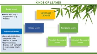 KINDS OF LEAVES
Simple Leaves
• Leaves with only a
single lamina (e.g.
Hibiscus)
Compound Leaves
• Lamina is divided into
segments, called
Leaflets or Pinnae
• Leaf resembles a
branch, each leaflet of
it resembles a simple
leaf
KINDS OF
LEAVES
Simple Leaves Compound Leaves
Pinnately Compound
Leaves
Palmately Compound
Leaves
 