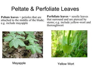Peltate & Perfoliate Leaves
Mayapple Yellow Wort
Peltate leaves = petioles that are
attached to the middle of the blade;
e.g. include mayapple
Perfoliate leaves = sessile leaves
that surround and are pierced by
stems; e.g. include yellow-wort and
thoroughwort
 