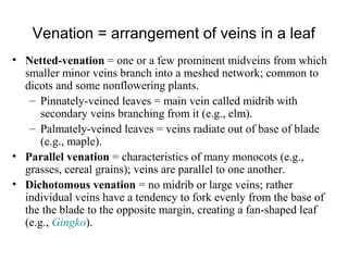 Venation = arrangement of veins in a leaf
• Netted-venation = one or a few prominent midveins from which
smaller minor veins branch into a meshed network; common to
dicots and some nonflowering plants.
– Pinnately-veined leaves = main vein called midrib with
secondary veins branching from it (e.g., elm).
– Palmately-veined leaves = veins radiate out of base of blade
(e.g., maple).
• Parallel venation = characteristics of many monocots (e.g.,
grasses, cereal grains); veins are parallel to one another.
• Dichotomous venation = no midrib or large veins; rather
individual veins have a tendency to fork evenly from the base of
the the blade to the opposite margin, creating a fan-shaped leaf
(e.g., Gingko).
 