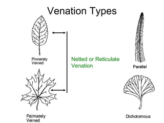 Venation Types
Netted or Reticulate
Venation
 