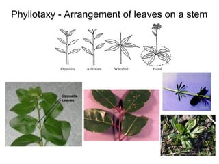 Phyllotaxy - Arrangement of leaves on a stem
 