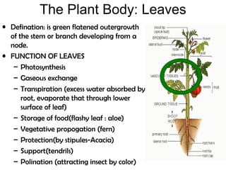 The Plant Body: Leaves
• Defination: is green flatened outergrowth
of the stem or branch developing from a
node.
• FUNCTION OF LEAVES
– Photosynthesis
– Gaseous exchange
– Transpiration (excess water absorbed by
root, evaporate that through lower
surface of leaf)
– Storage of food(flashy leaf : aloe)
– Vegetative propogation (fern)
– Protection(by stipules-Acacia)
– Support(tendrils)
– Polination (attracting insect by color)
 