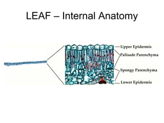 LEAF – Internal Anatomy
 