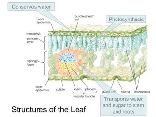 Structures of the Leaf
Photosynthesis
Conserves water
Transports water
and sugar to stem
and roots
 