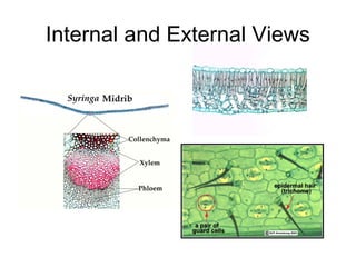 Internal and External Views
 