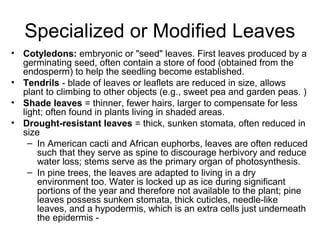 Specialized or Modified Leaves
• Cotyledons: embryonic or "seed" leaves. First leaves produced by a
germinating seed, often contain a store of food (obtained from the
endosperm) to help the seedling become established.
• Tendrils - blade of leaves or leaflets are reduced in size, allows
plant to climbing to other objects (e.g., sweet pea and garden peas. )
• Shade leaves = thinner, fewer hairs, larger to compensate for less
light; often found in plants living in shaded areas.
• Drought-resistant leaves = thick, sunken stomata, often reduced in
size
– In American cacti and African euphorbs, leaves are often reduced
such that they serve as spine to discourage herbivory and reduce
water loss; stems serve as the primary organ of photosynthesis.
– In pine trees, the leaves are adapted to living in a dry
environment too. Water is locked up as ice during significant
portions of the year and therefore not available to the plant; pine
leaves possess sunken stomata, thick cuticles, needle-like
leaves, and a hypodermis, which is an extra cells just underneath
the epidermis -
 