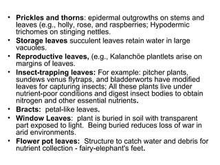 • Prickles and thorns: epidermal outgrowths on stems and
leaves (e.g., holly, rose, and raspberries; Hypodermic
trichomes on stinging nettles.
• Storage leaves succulent leaves retain water in large
vacuoles.
• Reproductive leaves, (e.g., Kalanchöe plantlets arise on
margins of leaves.
• Insect-trapping leaves: For example: pitcher plants,
sundews venus flytraps, and bladderworts have modified
leaves for capturing insects; All these plants live under
nutrient-poor conditions and digest insect bodies to obtain
nitrogen and other essential nutrients.
• Bracts: petal-like leaves.
• Window Leaves: plant is buried in soil with transparent
part exposed to light. Being buried reduces loss of war in
arid environments.
• Flower pot leaves: Structure to catch water and debris for
nutrient collection - fairy-elephant's feet.
 