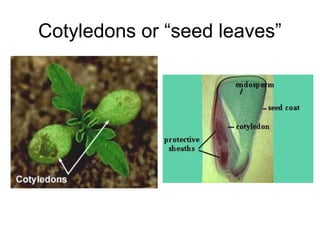 Cotyledons or “seed leaves”
 