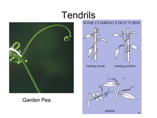 Tendrils
Garden Pea
 
