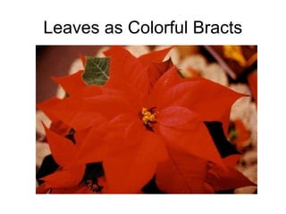 Leaves as Colorful Bracts
 
