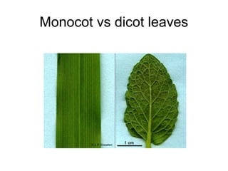 Monocot vs dicot leaves
 