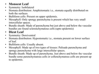 • Monocot Leaf
• Symmetry: Isobilateral
• Stomata distribution: Amphistomatic i.e., stomata equally distributed on
both the surfaces.
• Bulliform cells: Present on upper epidermis.
• Mesophyll: Only spongy parenchyma is present which has very small
intercellular spaces.
• Bundle sheath: Made of parenchyma but just above and below the vascular
bundles are found sclerenchymatous cells (upto epidermis)
• Dicot Leaf
• Symmetry: Dorsiventral
• Stomata distribution: Hypostomatic i.e., stomata present on lower surface
of leaf.
• Bulliform cells: Usually absent.
• Mesophyll: Made up of two types of tissues: Palisade parenchyma and
spongy parenchyma with large intercellular spaces.
• Bundle sheath: Made up of parenchyma. Just above and below the vascular
bundle some parenchymatous cells or collenchymatous cells are present up
to epidermis.
 