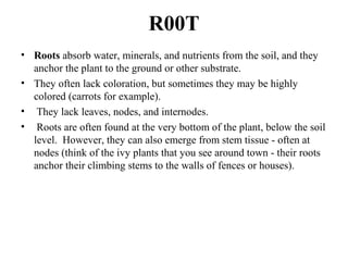 R00T
• Roots absorb water, minerals, and nutrients from the soil, and they
anchor the plant to the ground or other substrate.
• They often lack coloration, but sometimes they may be highly
colored (carrots for example).
• They lack leaves, nodes, and internodes.
• Roots are often found at the very bottom of the plant, below the soil
level. However, they can also emerge from stem tissue - often at
nodes (think of the ivy plants that you see around town - their roots
anchor their climbing stems to the walls of fences or houses).
 