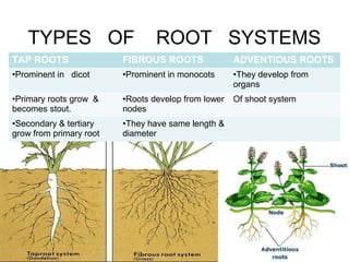 TYPES OF ROOT SYSTEMS
G
TAP ROOTS FIBROUS ROOTS ADVENTIOUS ROOTS
•Prominent in dicot •Prominent in monocots •They develop from
organs
•Primary roots grow &
becomes stout.
•Roots develop from lower
nodes
Of shoot system
•Secondary & tertiary
grow from primary root
•They have same length &
diameter
 