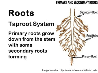 Roots
Taproot System
Primary roots grow
down from the stem
with some
secondary roots
forming
Image found at: http://www.arboretum.fullerton.edu
 