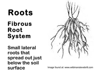 Roots
Fibrous
Root
System
Small lateral
roots that
spread out just
below the soil
surface Image found at: www.wildmanstevebrill.com
 