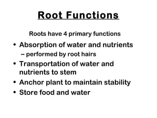 Root Functions
• Absorption of water and nutrients
– performed by root hairs
• Transportation of water and
nutrients to stem
• Anchor plant to maintain stability
• Store food and water
Roots have 4 primary functions
 