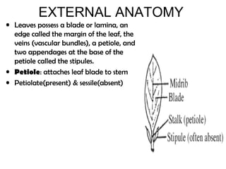 EXTERNAL ANATOMY
• Leaves possess a blade or lamina, an
edge called the margin of the leaf, the
veins (vascular bundles), a petiole, and
two appendages at the base of the
petiole called the stipules.
• Petiole: attaches leaf blade to stem
• Petiolate(present) & sessile(absent)
 