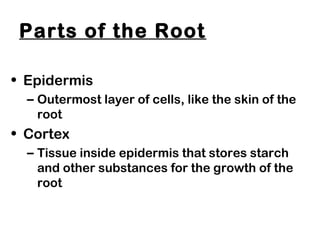 Parts of the Root
• Epidermis
– Outermost layer of cells, like the skin of the
root
• Cortex
– Tissue inside epidermis that stores starch
and other substances for the growth of the
root
 