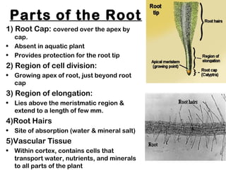 Parts of the Root
1) Root Cap: covered over the apex by
cap.
• Absent in aquatic plant
• Provides protection for the root tip
2) Region of cell division:
• Growing apex of root, just beyond root
cap
3) Region of elongation:
• Lies above the meristmatic region &
extend to a length of few mm.
4)Root Hairs
• Site of absorption (water & mineral salt)
5)Vascular Tissue
• Within cortex, contains cells that
transport water, nutrients, and minerals
to all parts of the plant
 