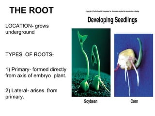 THE ROOT
LOCATION- grows
underground
TYPES OF ROOTS-
1) Primary- formed directly
from axis of embryo plant.
2) Lateral- arises from
primary.
 