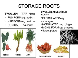 STORAGE ROOTS
SWOLLEN TAP roots
• FUSIFORM-eg:raddish
• NAPIFORM-eg:beetroot
• CONICAL -eg;carrot
SWOLLEN ADVENTIOUS
ROOTS
FASICULATED-eg
asparagus
NODULATED -eg: ginger
MONILIFORM-eg: grasses
Sweet potato
 