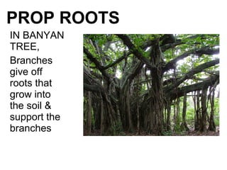 PROP ROOTS
IN BANYAN
TREE,
Branches
give off
roots that
grow into
the soil &
support the
branches
 