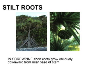 STILT ROOTS
IN SCREWPINE short roots grow obliquely
downward from near base of stem
 
