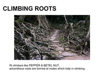 CLIMBING ROOTS
IN climbers like PEPPER & BETEL NUT,
adventitious roots are formed at nodes which help in climbing.
 