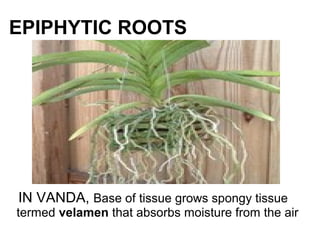 EPIPHYTIC ROOTS
IN VANDA, Base of tissue grows spongy tissue
termed velamen that absorbs moisture from the air
 