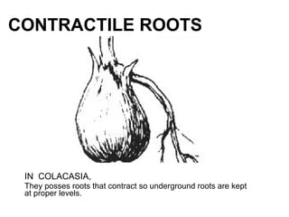 CONTRACTILE ROOTS
IN COLACASIA,
They posses roots that contract so underground roots are kept
at proper levels.
 