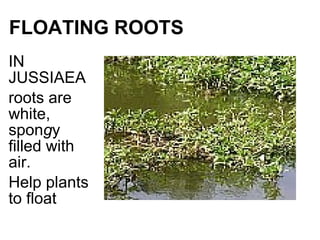 FLOATING ROOTS
IN
JUSSIAEA
roots are
white,
spongy
filled with
air.
Help plants
to float
 