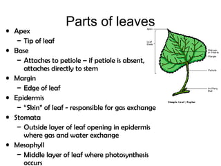 Parts of leaves
• Apex
– Tip of leaf
• Base
– Attaches to petiole – if petiole is absent,
attaches directly to stem
• Margin
– Edge of leaf
• Epidermis
– “Skin” of leaf - responsible for gas exchange
• Stomata
– Outside layer of leaf opening in epidermis
where gas and water exchange
• Mesophyll
– Middle layer of leaf where photosynthesis
occurs
 