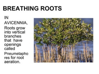 BREATHING ROOTS
IN
AVICENNIA,
Roots grow
into vertical
branches
that have
openings
called
Pneumetapho
res for root
aeration.
 