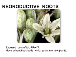 REORODUCTIVE ROOTS
Exposed roots of MURRAYA
Have adventitious buds which grow into new plants.
 
