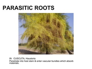 PARASITIC ROOTS
IN CUSCUTA, Haustoria
Penetrate into host stem & enter vascular bundles which absorb
materials.
 