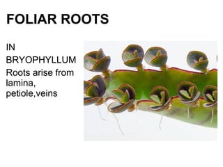 FOLIAR ROOTS
IN
BRYOPHYLLUM
Roots arise from
lamina,
petiole,veins
 