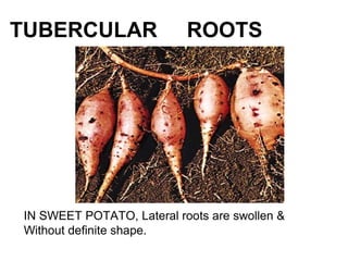 TUBERCULAR ROOTS
IN SWEET POTATO, Lateral roots are swollen &
Without definite shape.
 